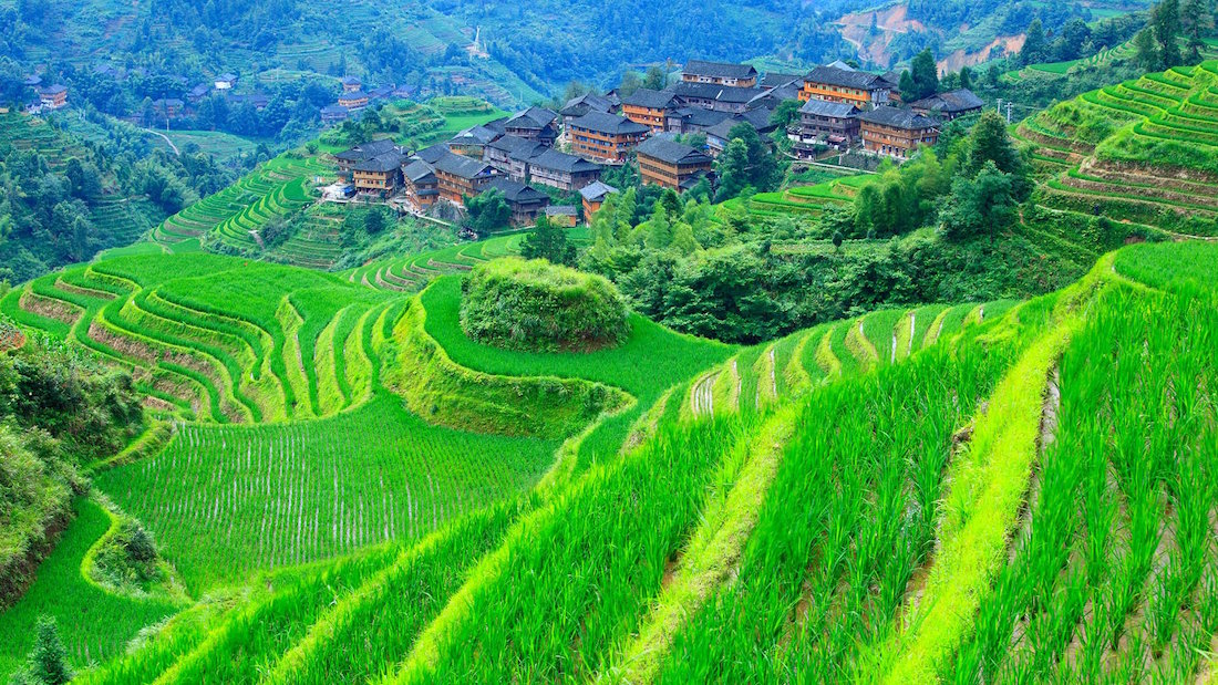 Rice Fields